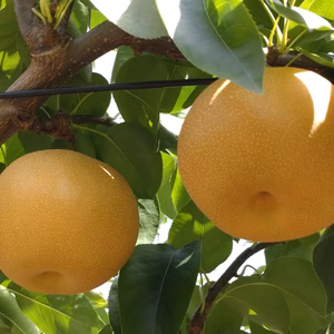 【訳あり】特大!!６Ｌ〜１０Ｌサイズ!!旬の梨【訳あり】