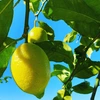 The citrus【LEMON】Ace