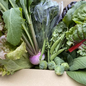 熊本産　旬のお野菜詰め合わせセット