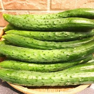 夏の生産量日本一！福島県の美味しいきゅうり　朝採り新鮮キュウリお届けします