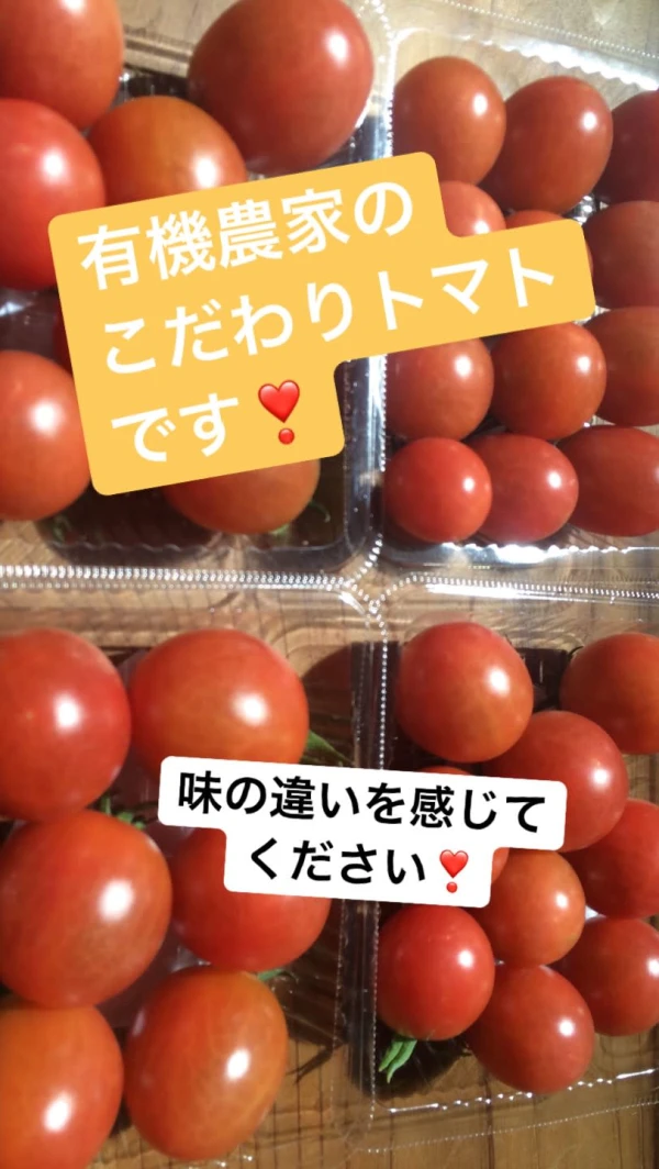 天候により格安限定販売!!こだわり有機農家のオーガニックトマト!!(訳あり)
