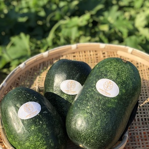 今が旬！美味しい冬瓜(小玉5〜6玉)