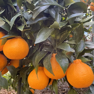 完熟【不知火】