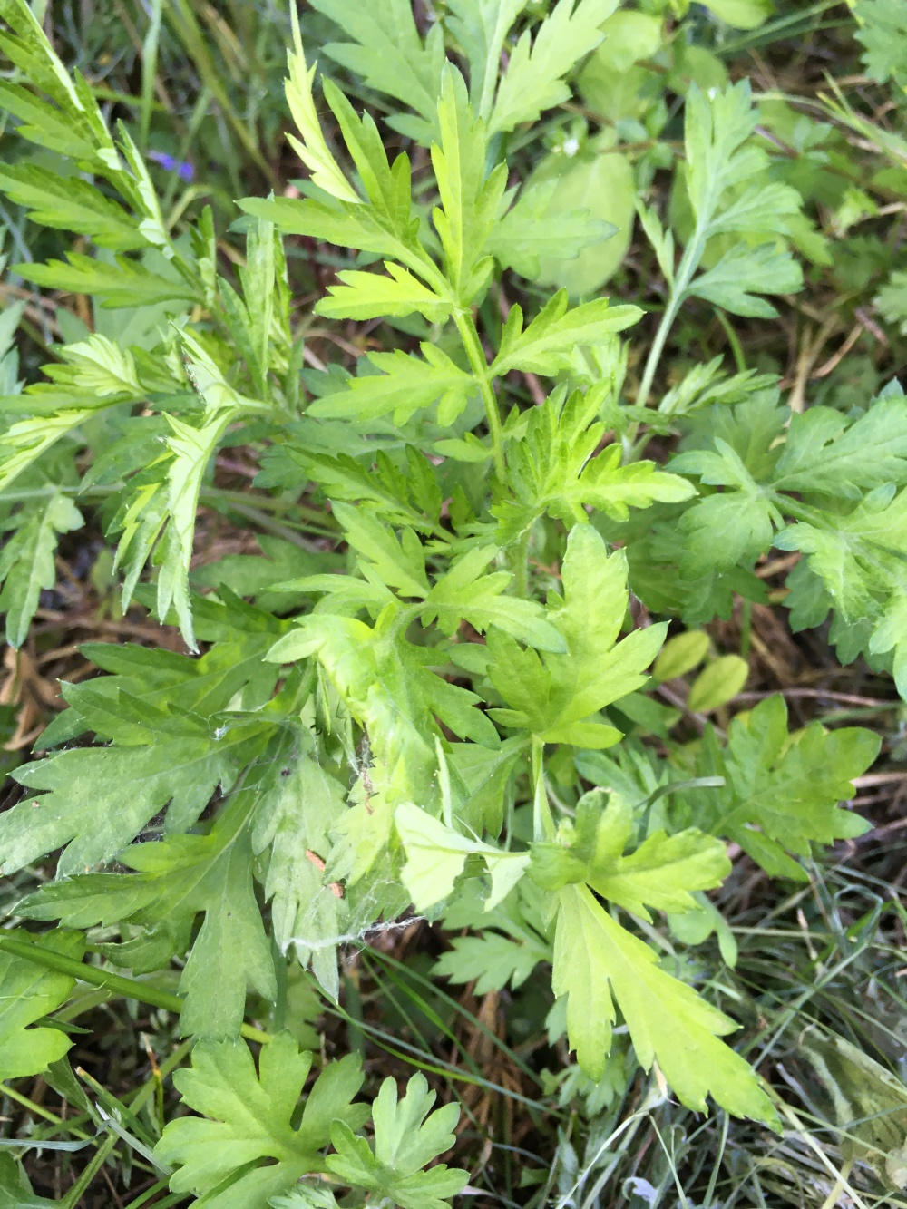 無農薬 自然栽培 ヨモギ 農家漁師から産地直送の通販 ポケットマルシェ