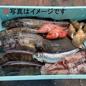 【知床羅臼直送】船頭にお任せ！鮮魚ボックス（詰め合わせ）