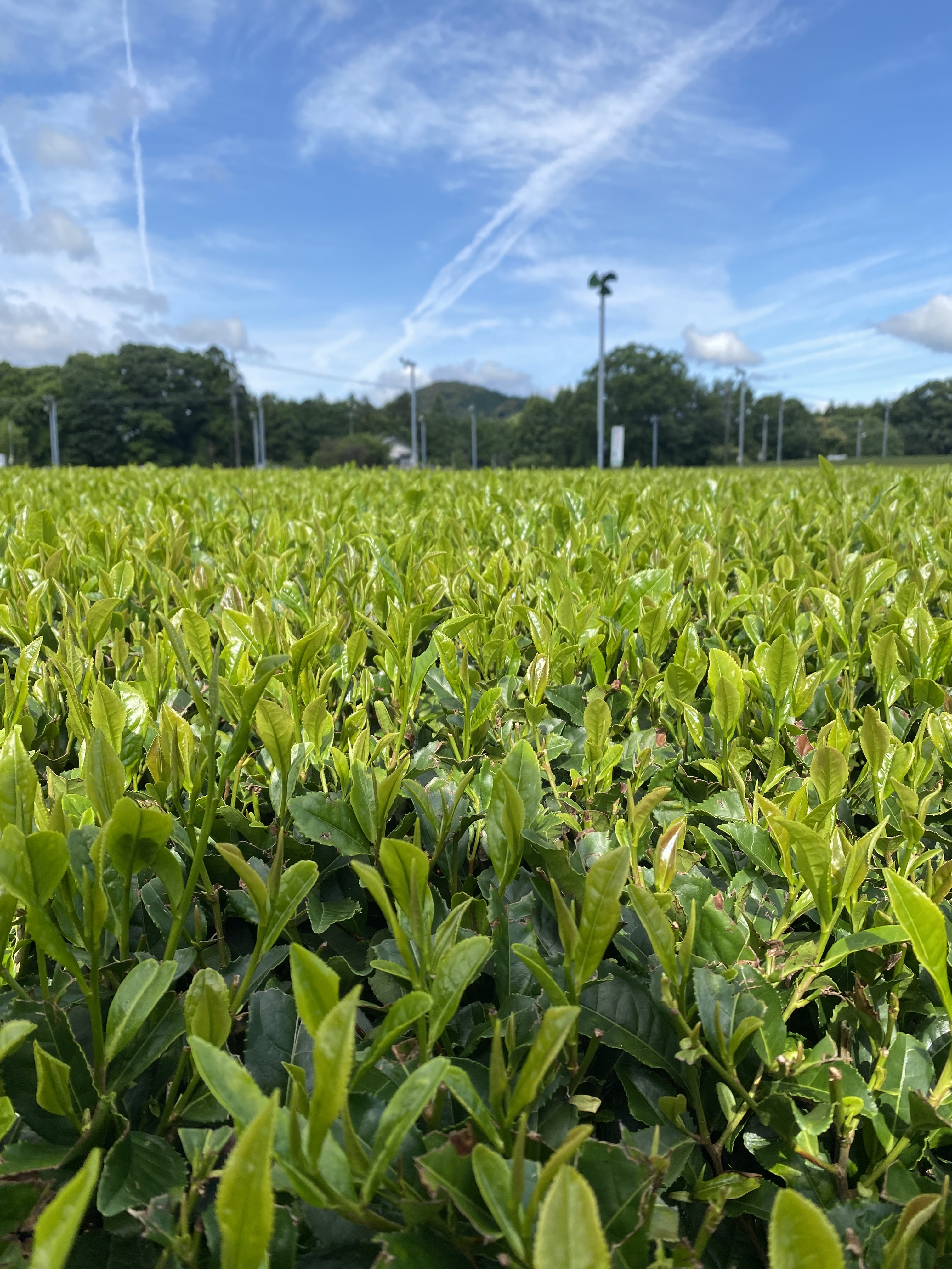 ポスト投函全国送料無料】◎全国第3位◎伊勢べにふうき粉末茶200g入