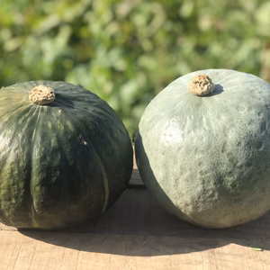 ホクホク栗かぼちゃ2種食べ比べ 白皮の雪化粧 vs 黒皮のダークホース
