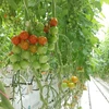 【お野菜ギフトに】愛・ある・トマト×ミニトマトセット