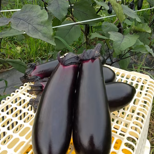 茨城県産　ナス３種セット