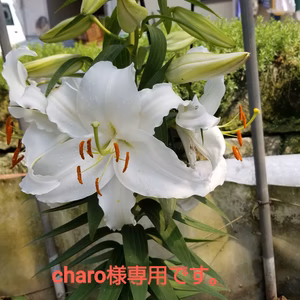 charo様専用です。