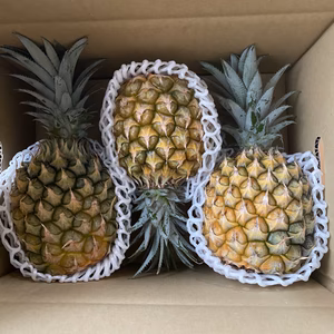 石垣島産スナックパインM玉3個入り