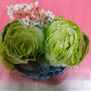 淡路島、早朝収穫、当日午前発送、新鮮ふわっと柔らかレタス