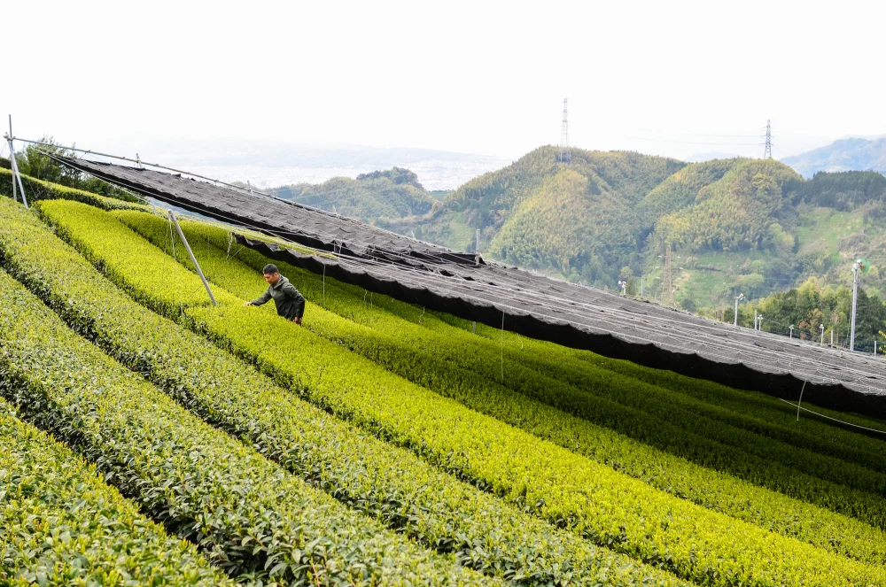 令和5年新茶！芽重型栽培されたさえみどりの被せ煎茶「貢大」10g