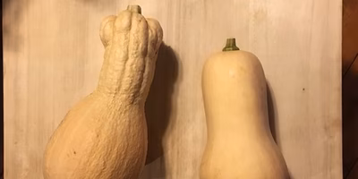 【作物図鑑】バターナッツかぼちゃの和物と洋物