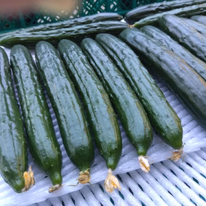 ✨【常温便】朝採り きゆうり　2kg/箱