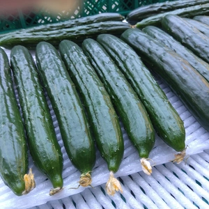 ✨【ク－ル便】 朝採り きゆうり」2kg/箱