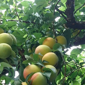 紀州南高梅　みっちゃんの木熟梅