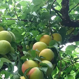 紀州南高梅　みっちゃんの木熟梅