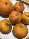 【訳あり】お買い得 濃厚で甘い温州みかん