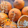 食べるジュース！ご家庭用の清見オレンジ【農薬不使用】