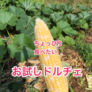 【お試し！】まるでフルーツのようなトウモロコシ「ドルチェドリーム」