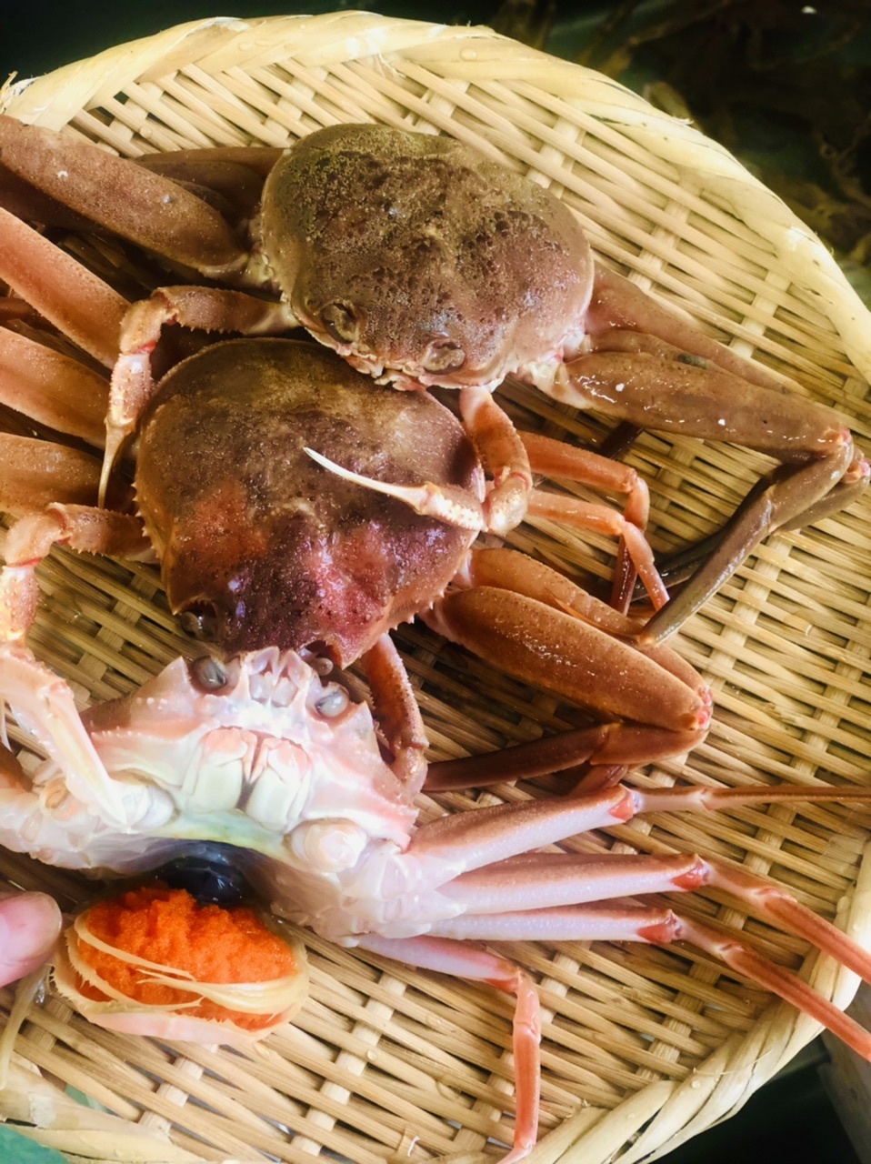 おまけ付！大きめサイズ2個！生香箱蟹の船上漬け サイズ200g〜｜魚介類