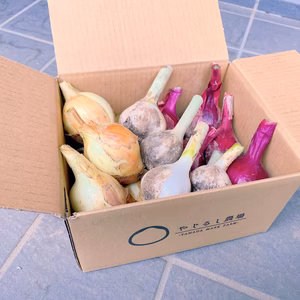 【香味野菜】たまねぎ・にんにく詰め合わせ