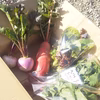 ★冬季限定★根菜入り野菜セット 