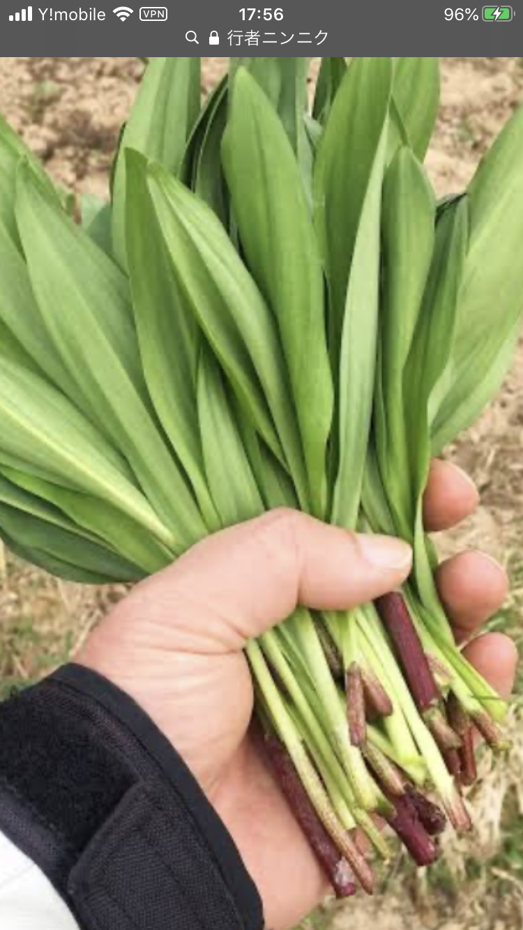 行者ニンニク 1500g No.6 北海道産 - 野菜