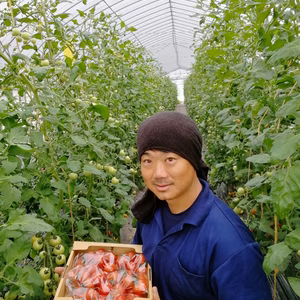 夏の恵み！！トマトらしい甘みと酸味の越のルビー