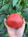 ７月３日最終！！[お試し価格]採れたて訳ありトマト2キロor4キロor8キロ