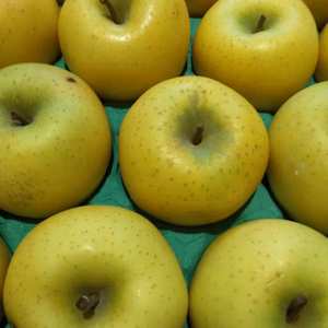 訳ありもりのかがやき5キロ