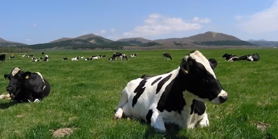 今、牛乳🥛がピンチに！ポケマル生産者さんに聞いた、酪農の現場で起こっていること。