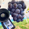 【お中元に】黒ぶどう皮ごとOK！ジューシーな泉州パープル