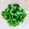 おうちで育てよう♡生きてるサラダ♡レタスのサラダポット（丸鉢5株）