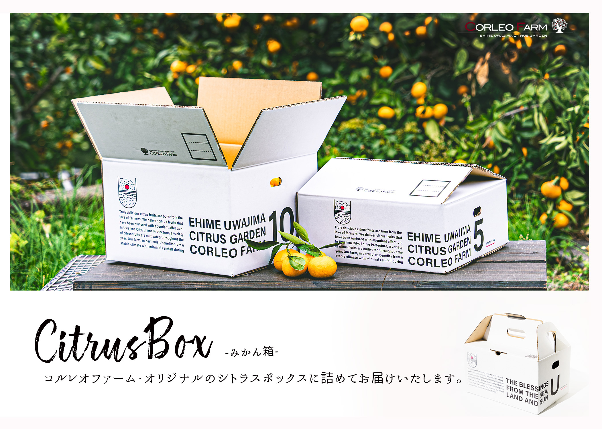 EHIME UWAJIMA】<農園イチオシ柑橘>ブラッドオレンジ（モロ