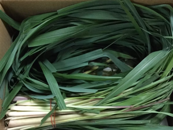 無農薬　ホーリーバジルとレモングラスのセット