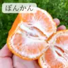 【甘平入り！！】柑橘4種つめあわせ+レモン