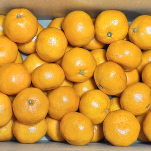 こたつみかん　M・L・2Lサイズが選べる！ ５㌔・10㌔箱込