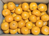こたつみかん　M・L・2Lサイズが選べる！ ５㌔・10㌔箱込