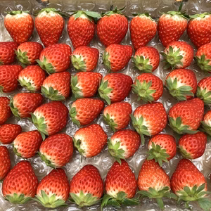 紅ほっぺ （サイズ、形いろいろ）約750g