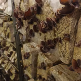 谷澤啓之 | 三美きのこ・ハーブ園