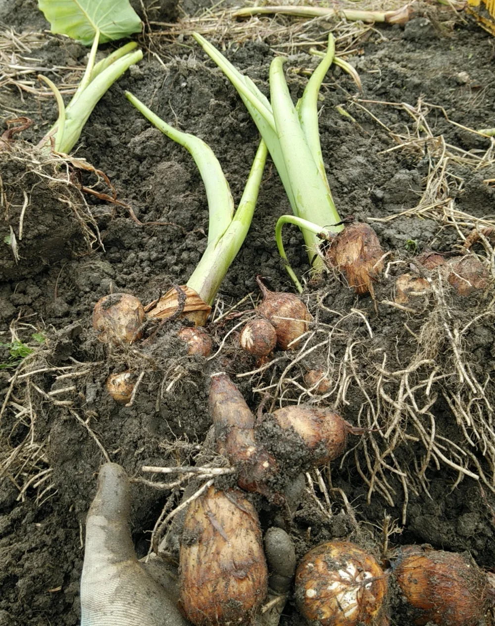 ねっとろり！キロクさんちの耕平くんの推し・里芋　栽培中農薬不使用・有機肥料のみ