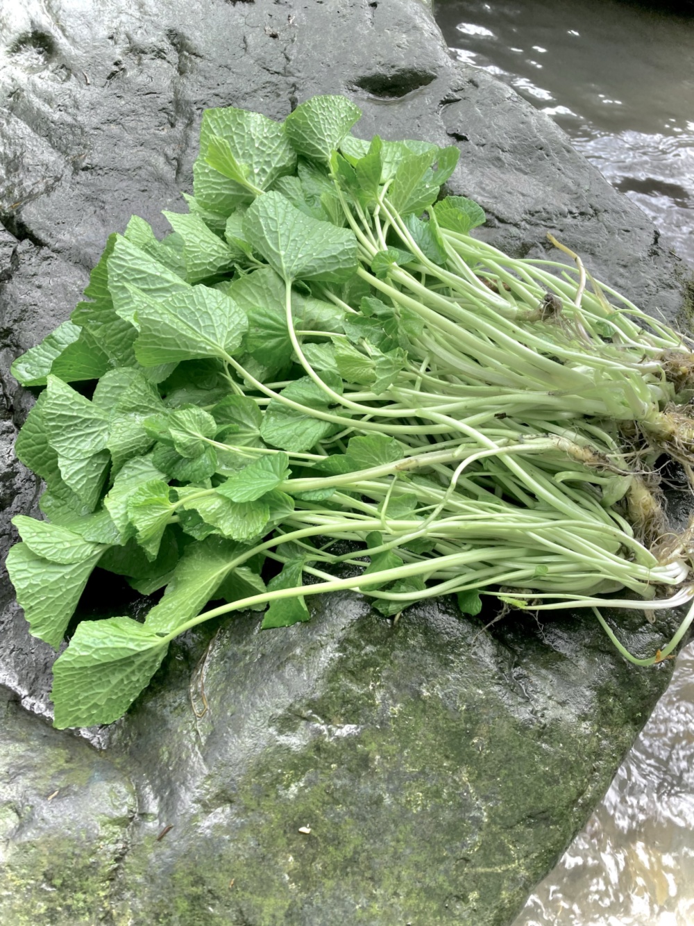 春の味 花わさび 3kg - 野菜