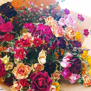 天使のバラ　色鮮やかな薔薇だけのドライフラワー