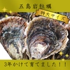 希少なLL～特大8個！ずっしり濃厚！「五島列島」岩牡蠣　(生食用)　夏限定販売