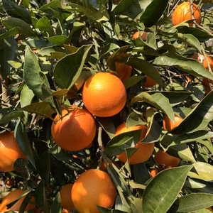 果汁100% ブラッドオレンジジュース