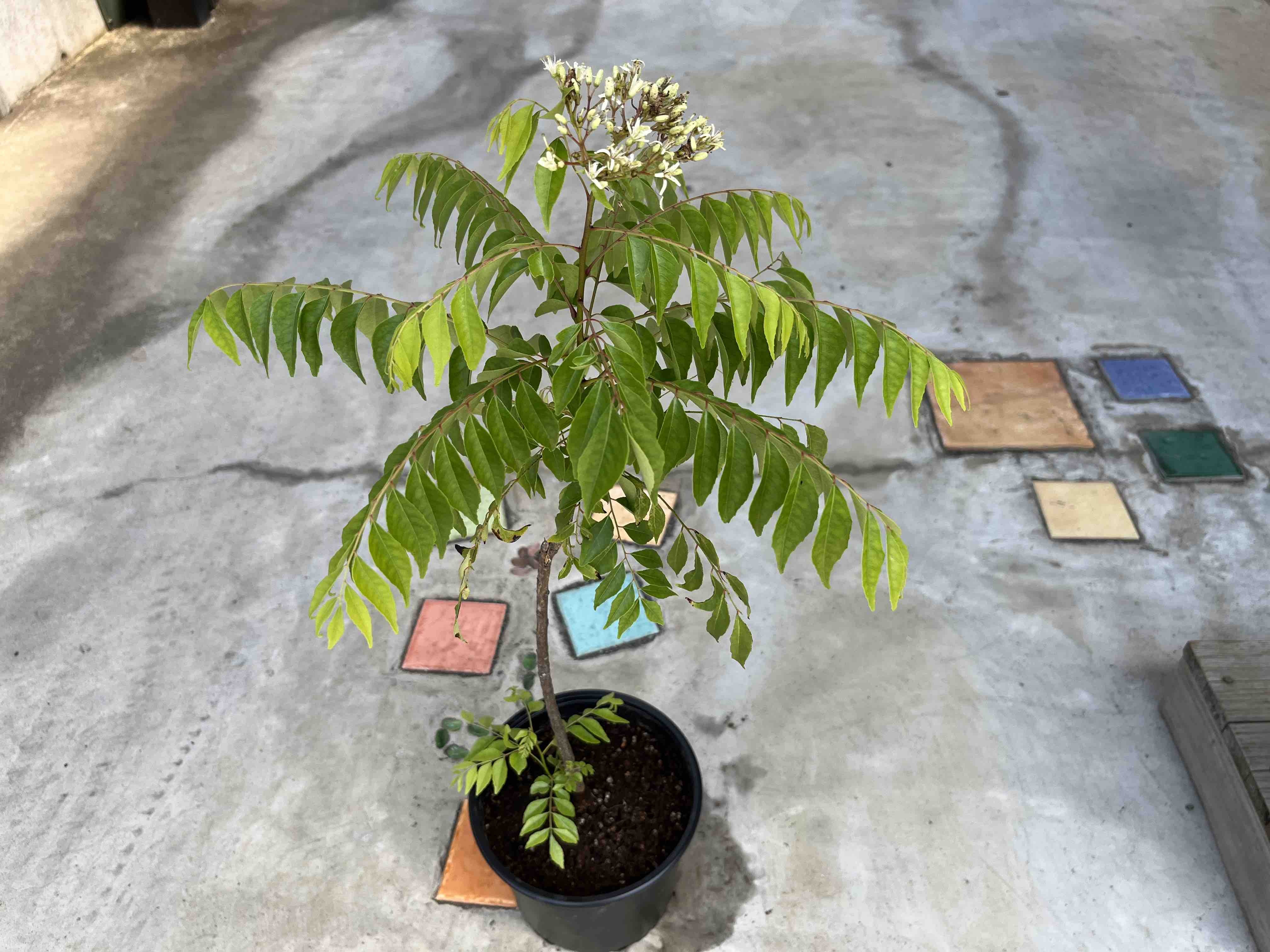 特大 カレーリーフの木（果実付、新芽付 7号大鉢 特大 カレーリーフ