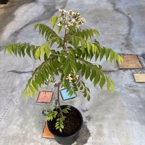 【カレーリーフ南洋山椒】毎年花芽がつくサイズ