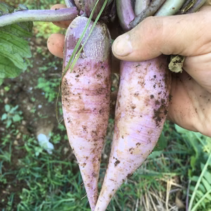 【10/25-26 取りに来る出品専用】京むらさき大根